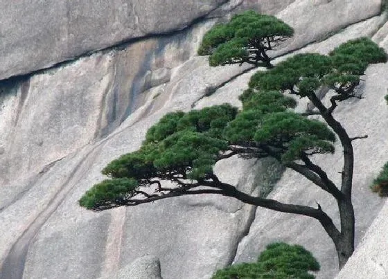 植物种类|黄山松是保护植物吗