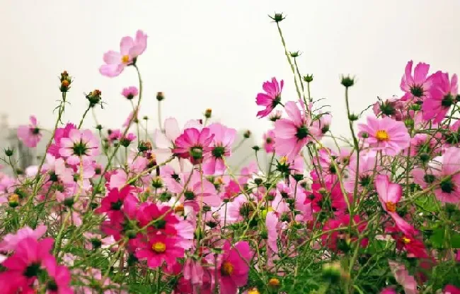 花语|格桑花的花语是什么意思与含义