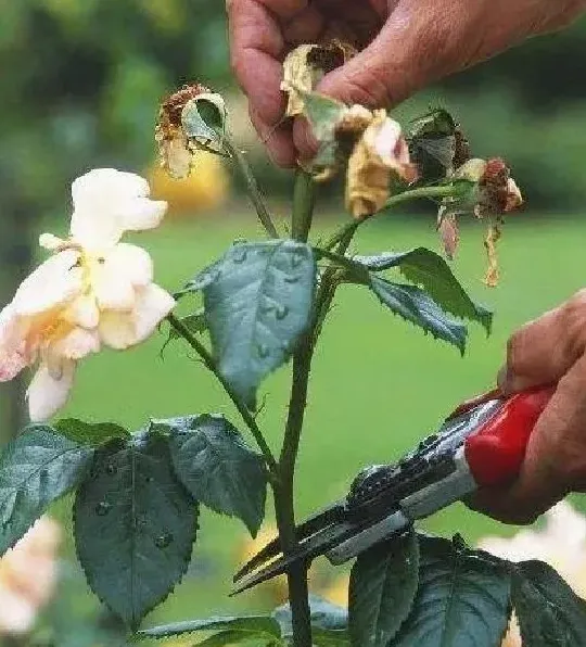 养殖方法|怎样栽月季花容易成活长得好（盆栽月季养殖方法与技巧）