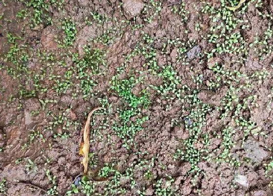 植物育苗|荠菜几天出苗 播种到发芽出苗时间