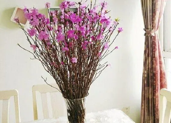 植物施肥|水培植物用什么肥料叶子绿最有效果 水养加什么肥长得快