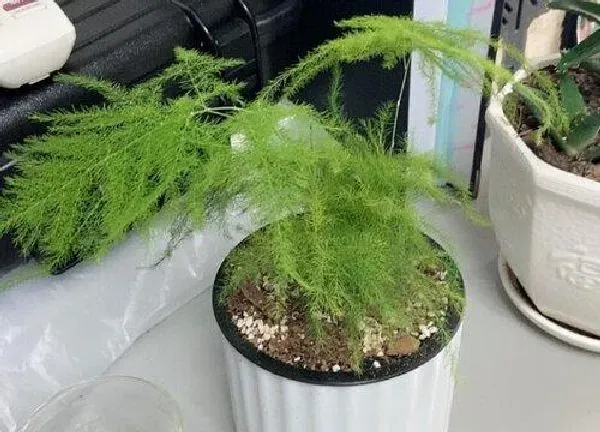 植物浇水|文竹几天浇一次水 春夏秋冬各不同