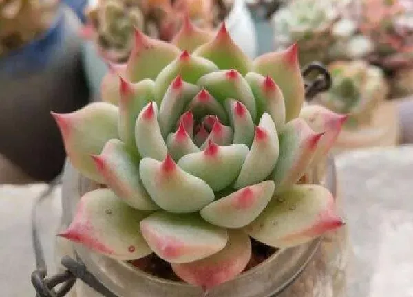 植物扦插|冰玉叶插多久发芽