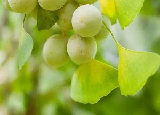 食用技巧|银杏树的果实怎么吃 怎么处理才能食用（无毒）
