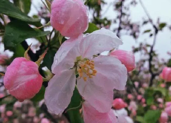 花期|八棱海棠花期是什么时候