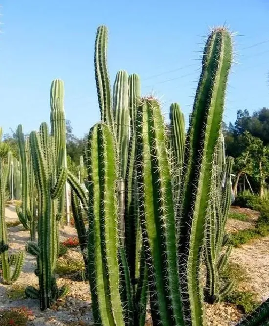 植物百科|植物的茎是哪个部位（茎是植物的什么位置器官结构图）