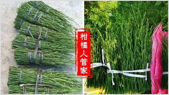 广西金葵砂糖桔枝条价格多少钱一斤,那里买 | 种植资料