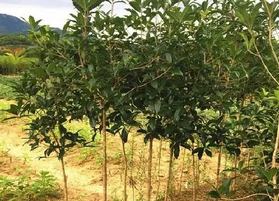 植物百科|桂花树的繁殖方法和注意事项