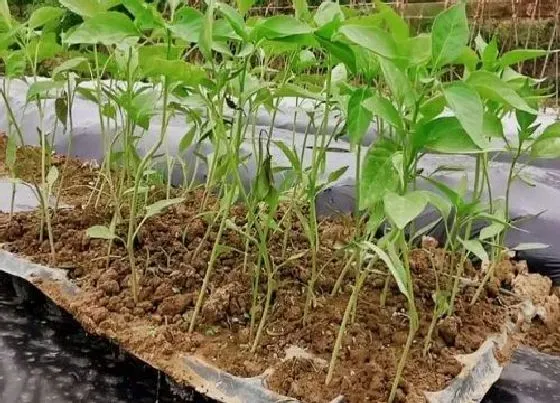 植物产地|墨西哥盛产什么农作物