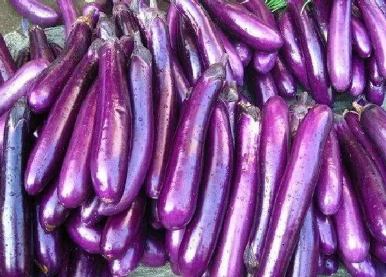 食用常识|茄子含糖量高吗