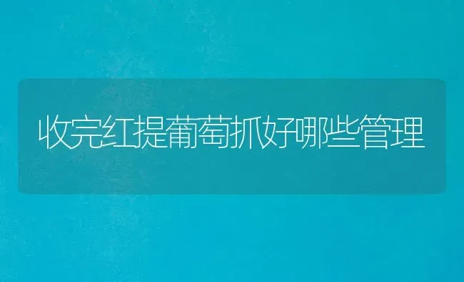 收完红提葡萄抓好哪些管理 | 瓜果种植