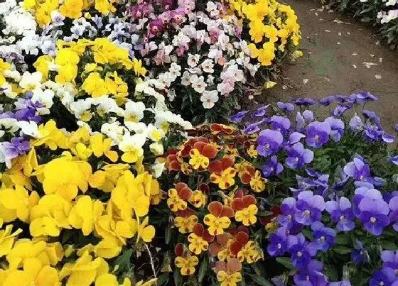 花语|什么花的花语是救赎
