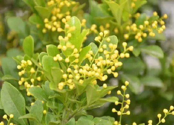 开花时间|米兰花一年开几次花