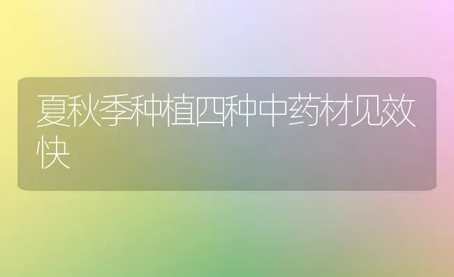 夏秋季种植四种中药材见效快 | 药材种植