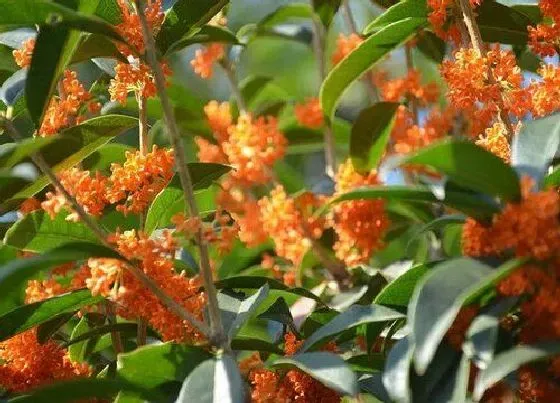 冬天植物|桂花树耐寒吗（桂花树耐寒最低温度及越冬方法）