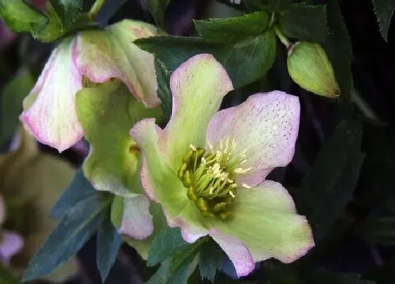 植物百科|耧斗菜是多年生吗