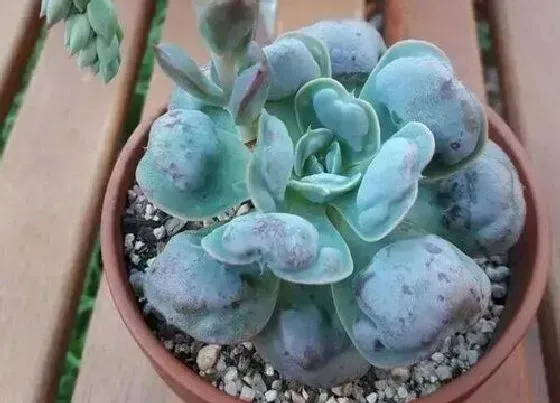 植物繁殖|多肉雨滴怎么繁殖 叶插、茎插、根插繁殖方法