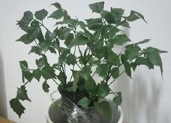 植物寓意|象征幸福的植物有哪些