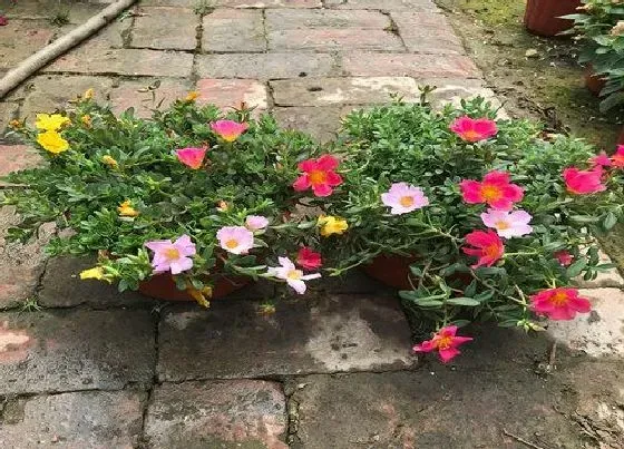 植物种类|家里面阳台种什么花好看又好养（一年四季都可以养的花）