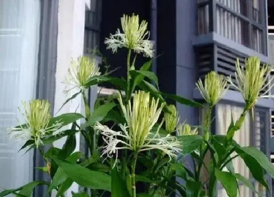 植物百科|招财树会开花吗 开花是什么样子的