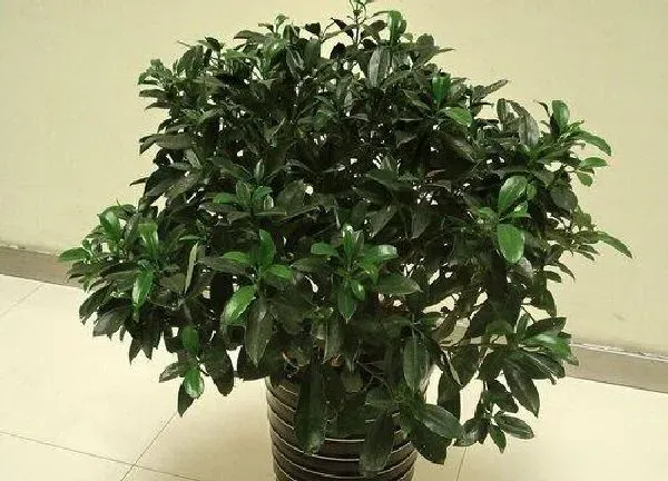 养殖方法|非洲茉莉的养殖方法和注意事项有哪些