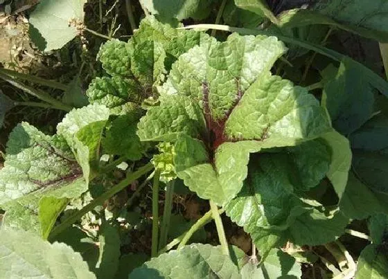 植物播种|青菜什么时候播种合适