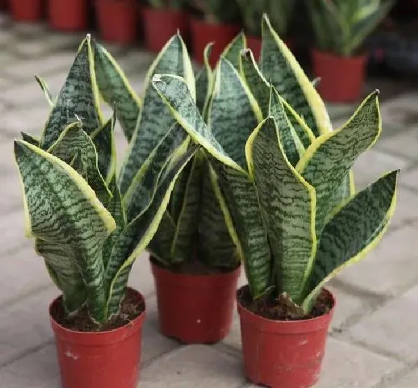 植物移栽|虎皮兰怎么移植 掌握移栽时间和方法是关键