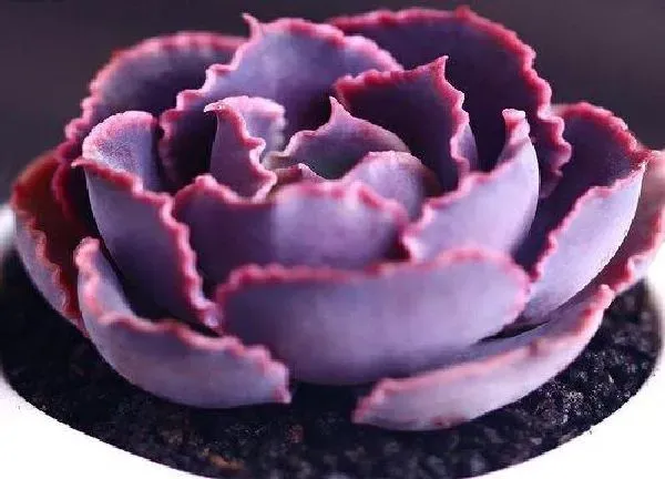 养殖方法|多肉植物冬天怎么养护