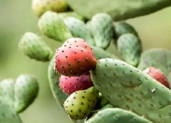 植物百科|仙人掌属于什么植物类型