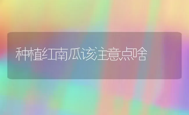 种植红南瓜该注意点啥 | 植物种植百科