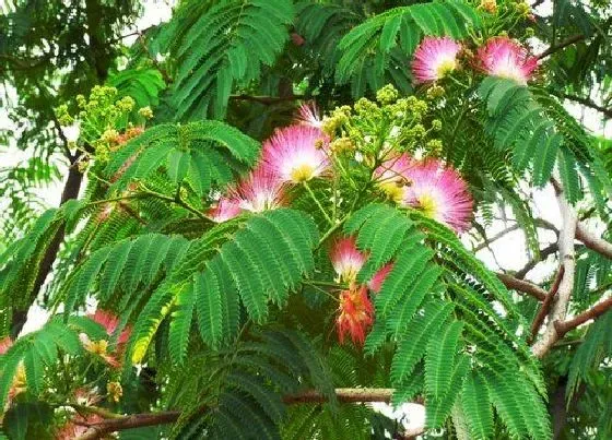 植物繁殖|芙蓉树怎么繁殖方法和注意事项