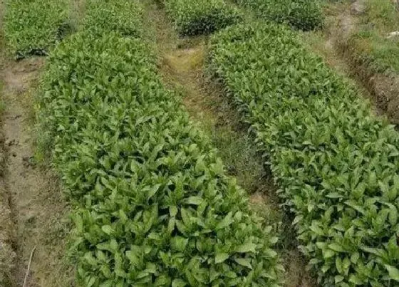 种植方法|板蓝根种植时间和方法 最佳种植季节