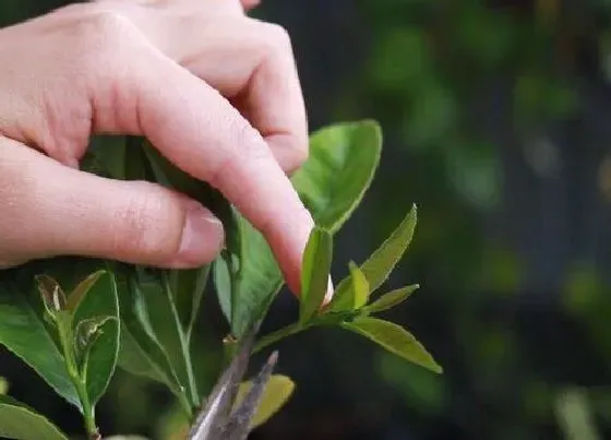 植物修剪|柠檬怎么剪枝 修剪方法，图解）