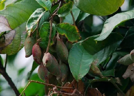 植物百科|王老吉树又叫什么树