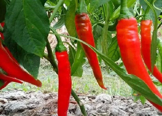植物施肥|辣椒浇什么肥料合适