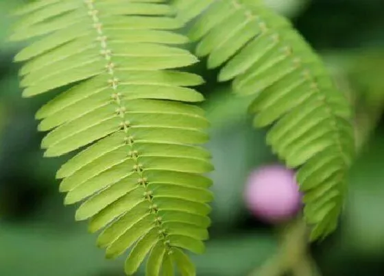 植物百科|含羞草又叫什么名字