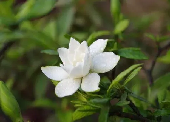 种植位置|栀子花可以种在院子里吗