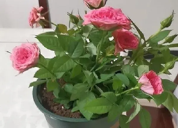 养殖科普|盆栽玫瑰花好养吗 养殖方法和养护要点