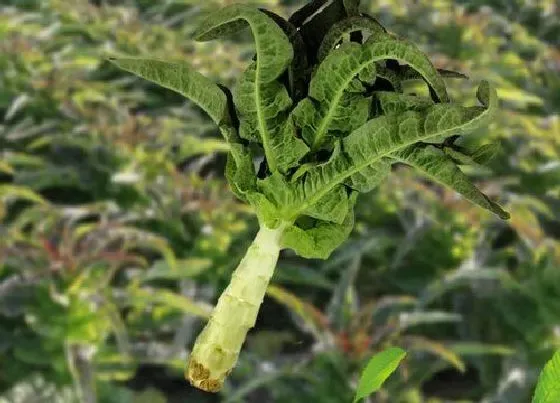 种植管理|莴笋几月份种植合适