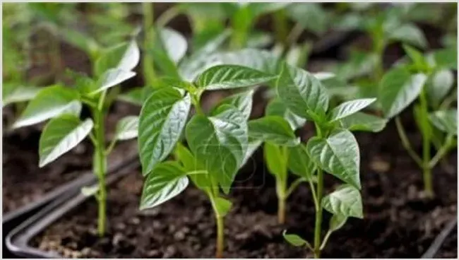 辣椒幼苗冻害预防措施 | 种植病虫害