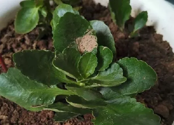 植物移栽|换盆长寿花小苗多久能晒太阳（移栽长寿花几天能见光）
