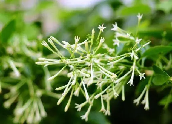 种植位置|夜来香可以种在院子里吗