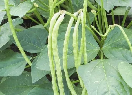 冬天植物|豇豆耐寒多少度