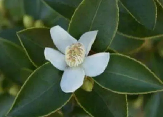 植物百科|茶叶树开花好不好