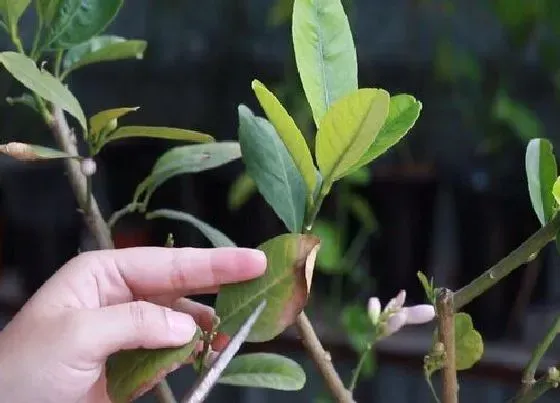 植物修剪|柠檬怎么剪枝 修剪方法，图解）