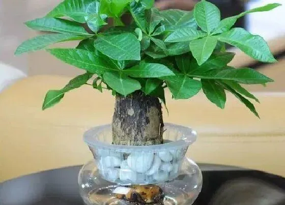 植物施肥|水培植物用什么肥料叶子绿最有效果 水养加什么肥长得快