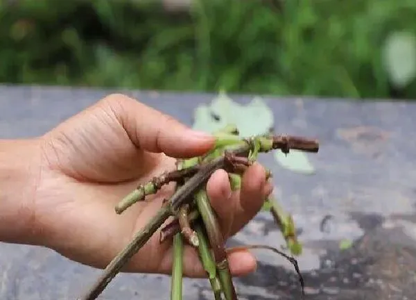 植物生根|大丽花扦插多久生根