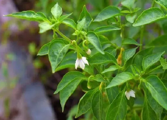 植物百科|辣椒花是两性花吗