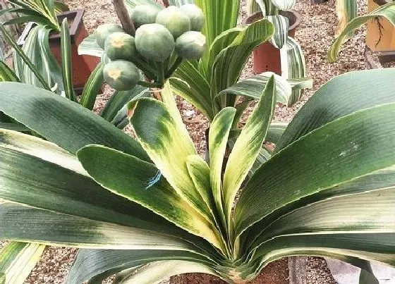 植物虫害|君子兰病虫害防治方法与措施