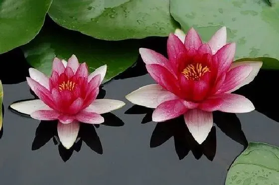 风水百科|家里为什么不能养睡莲